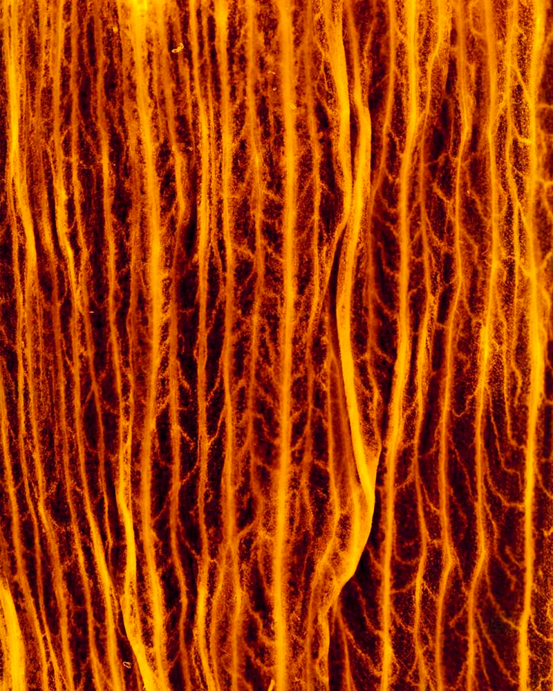 Illustration for article titled This is not a Hubble photo of a supernova—it's food